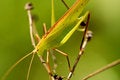 Free Katydid In The Parks Stock Image - 2120971