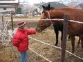 Free Feeding A Horse Stock Image - 2122901