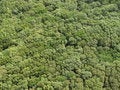 Free Forests Stock Photography - 2125232