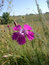Free Field Carnation Stock Photography - 2128742
