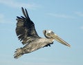 Free Brown Pelican In Flight Royalty Free Stock Image - 21207886