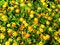 Free Calendula Royalty Free Stock Image - 21258406