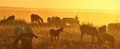 Free Horses Grazing In Steppe At Sunset Stock Images - 21289064