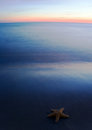 Free Seashell On The Beach Royalty Free Stock Photos - 2130398