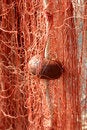 Free Fishing Net Royalty Free Stock Photos - 2134848