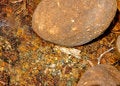 Free Crystal Clear Running Water Royalty Free Stock Photography - 2138317