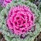 Free Decorative Cabbage Background Royalty Free Stock Photos - 21347298