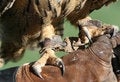 Free Sharp Claws Stock Photo - 2140000