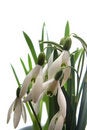 Free Snowdrops Stock Photo - 2140890
