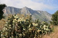 Free Prickly Pears Plants & Fruits Royalty Free Stock Photos - 2141918