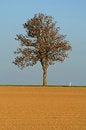 Free Agriculture Royalty Free Stock Images - 2142659