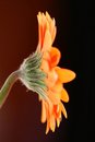 Free Looking Flower Stock Images - 2142934