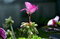 Free Backlit Flower Royalty Free Stock Photography - 2140757