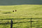 Free Cows In Pasture Royalty Free Stock Photos - 2147388
