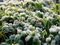 Free Frosty Morning Stock Photography - 2148082