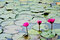 Free A Pink Water Lily Royalty Free Stock Image - 21463756