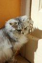 Free Cat Near Door Royalty Free Stock Images - 2153629