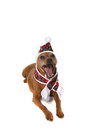 Free Humorous Puppy Royalty Free Stock Photo - 2156835