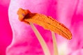 Free A Macro Of A Stamen. Stock Image - 2158001