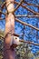 Free Bird House On Tree Trunk. Royalty Free Stock Photos - 2154788