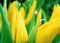 Free Yellow Tulips Royalty Free Stock Image - 2154836