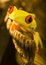 Free Frog On The Typewriter Stock Photo - 2159930