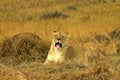 Free Lioness (Panthera Leo) Lying Royalty Free Stock Images - 2166999