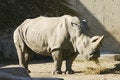 Free Rhinoceros Eating Royalty Free Stock Photos - 2167968