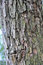 Free Bark Stock Photos - 21646453