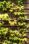Free Ivy On The Wood Wall Stock Photo - 21662440