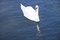 Free Gliding Swan Stock Photos - 21670693