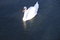 Free Gliding Swan Royalty Free Stock Photo - 21670705