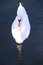 Free Gliding Swan Royalty Free Stock Photography - 21670717