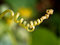 Free Plant   Design  11 Stock Photos - 2170223