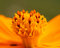 Free Flower  35 Stock Images - 2170354