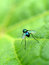 Free Bug  1 Stock Images - 2170524