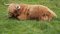Free Highland Cow Royalty Free Stock Image - 2171866