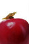Free Newt-on An Apple Stock Images - 2177674