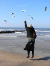 Free Feeding Seagulls Royalty Free Stock Photos - 2185858