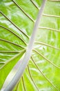 Free Leaf Veins Royalty Free Stock Image - 2186086