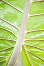 Free Leaf Veins Royalty Free Stock Photo - 2186155