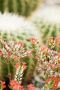 Free Cactus Stock Photos - 2186293