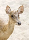 Free Deer Royalty Free Stock Photo - 2186875