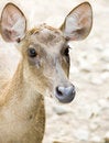 Free Deer Stock Photos - 2186893