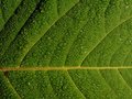 Free Morning Dew Stock Photography - 2187182