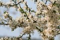 Free Blooming Flowers Stock Photography - 2187222