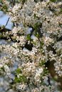 Free Blooming Flowers Stock Photos - 2187243