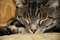 Free Cat Nap, Close-up Royalty Free Stock Image - 2180166
