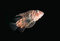Free Underwater Fish In Aquarium Stock Photo - 2183390