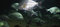Free Underwater Fish In Aquarium Stock Photo - 2183410